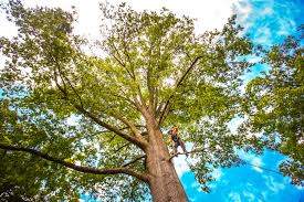 Best Hazardous Tree Removal  in Myersville, MD