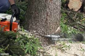 Best Tree Health Inspection  in Myersville, MD