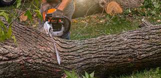  Myersville, MD Tree Removal Pros