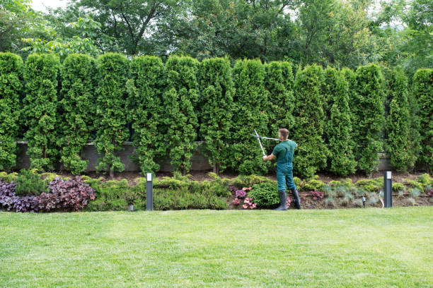 Best Tree Mulching  in Myersville, MD
