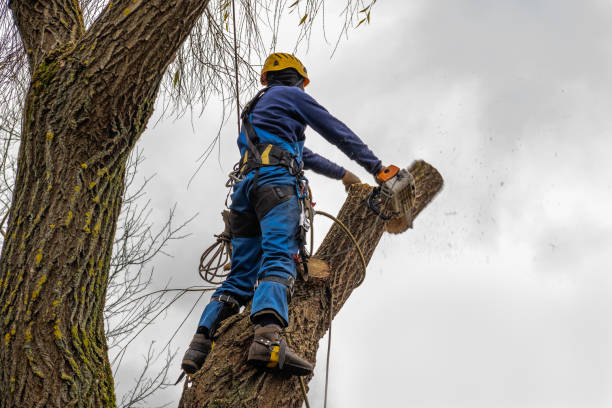 Best Tree Cabling and Bracing  in Myersville, MD